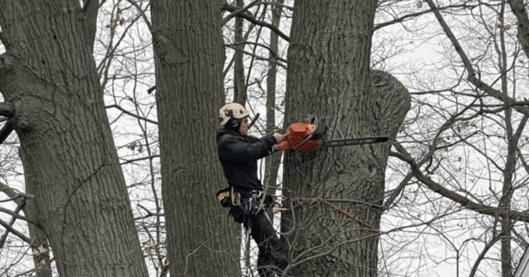 Professional Tree Removal Service: Ensuring Safety and Sustainability